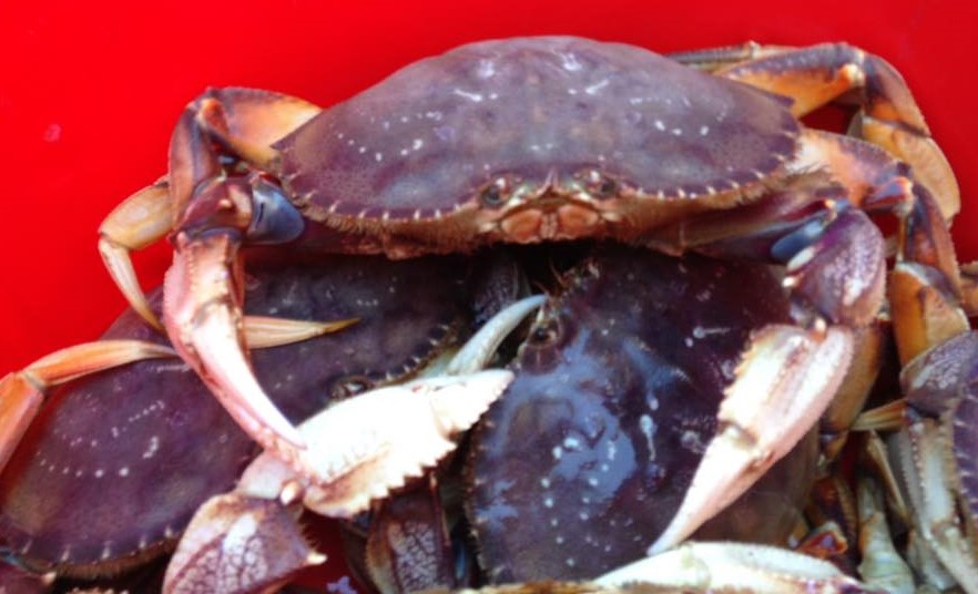 15621638_1199888460103196_400136245425811733_n