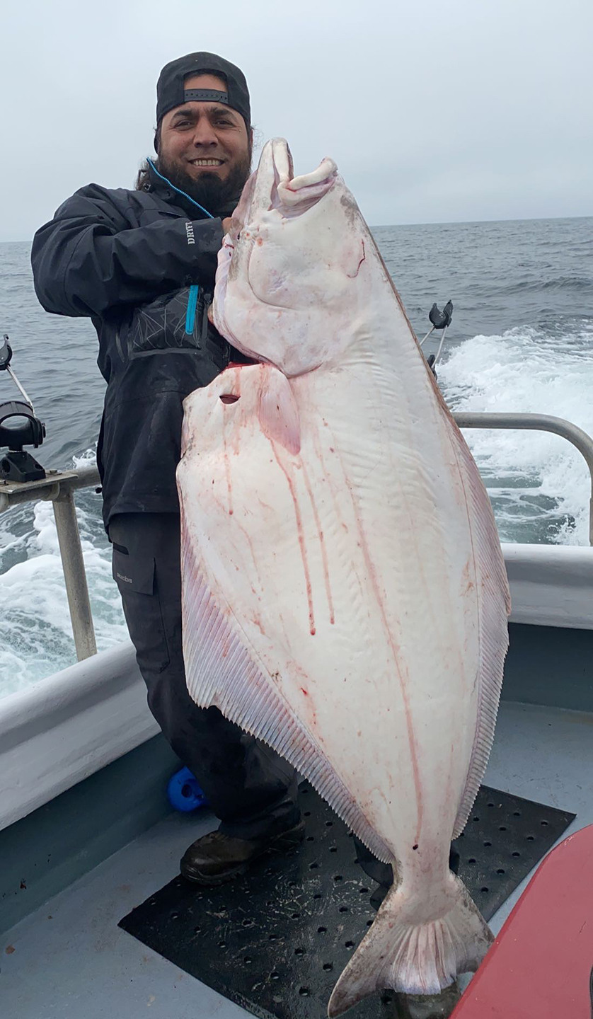 Pacific Halibut Continue to Chew Up Baits